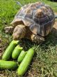 Rehomed...Sulcata : Young approx 5 years old (Voldietort)